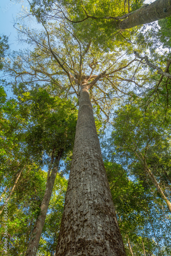 Fototapeta premium Looking up to the top of tree in forest.