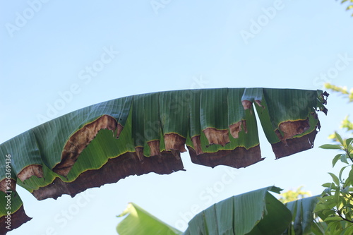 Old banana leaf isolated on sky background