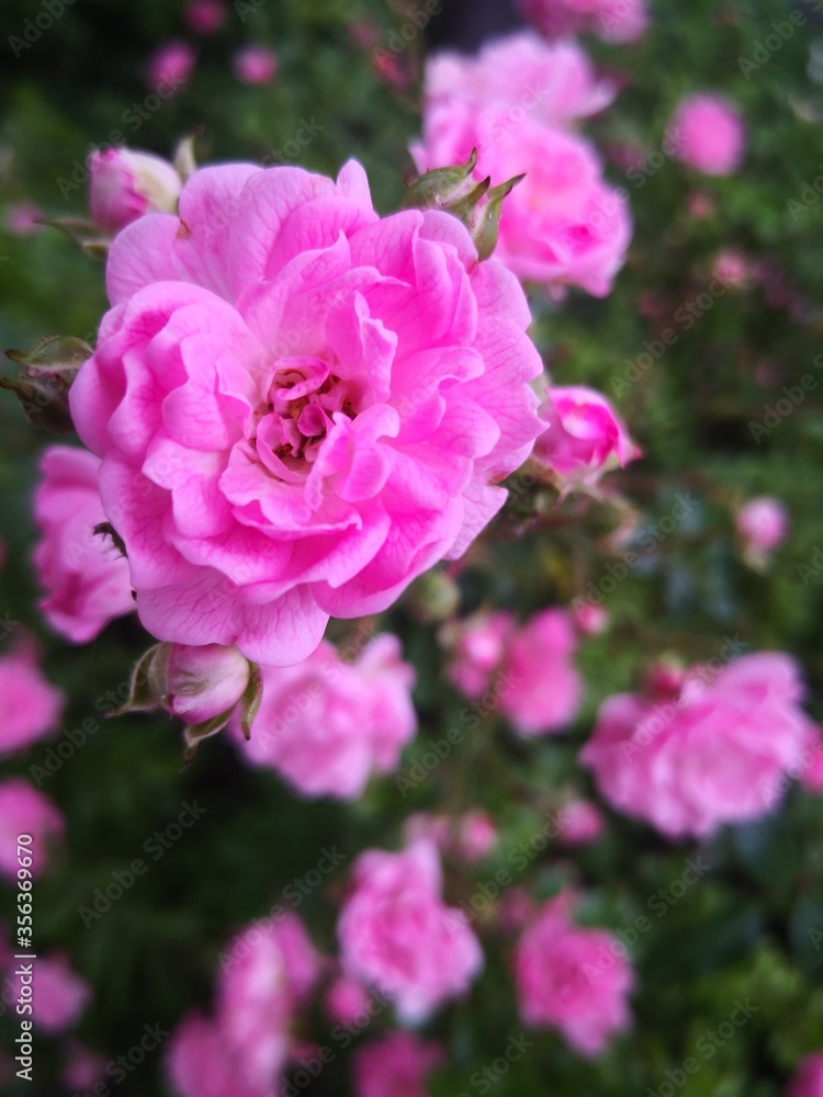 Beautiful Pink Roses in Garden