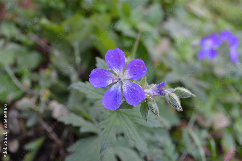 blue flowers in the garden blue flowers in the garden
