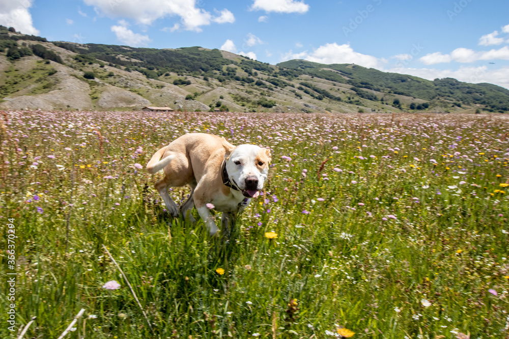 Dog running in a flowery meadow. Hiker with dog running in the mountains during spring. Sports activities with dog