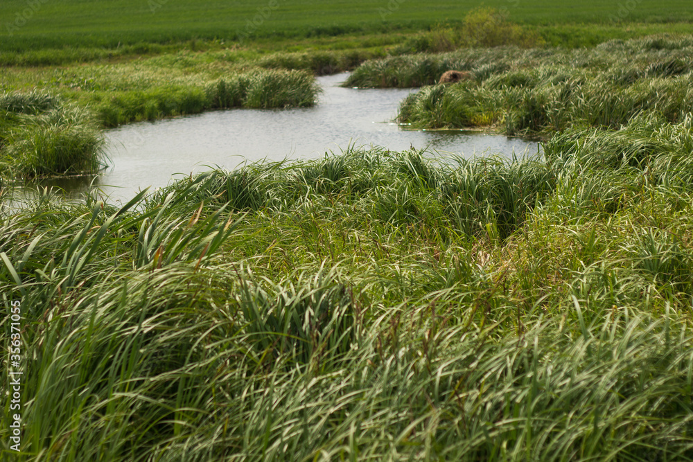 swampy terrain in the field. a lake in the middle of a field.
swampy terrain in the field. a lake in the middle of a field.