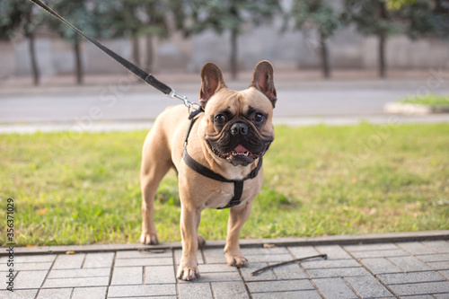 Portrait of a French bulldog on a leash in a summer park