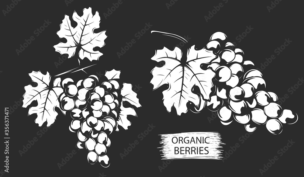 Naklejka premium Grapes berries branch hand drawn sketch. Healthy fresh grapes berries in retro style. Organic food. Eco fruits.