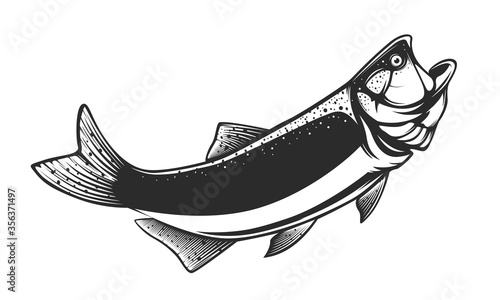 Salmon fishing  logo. Rainbow trout fish club emblem. Fishing theme illustration. Isolated on white.
