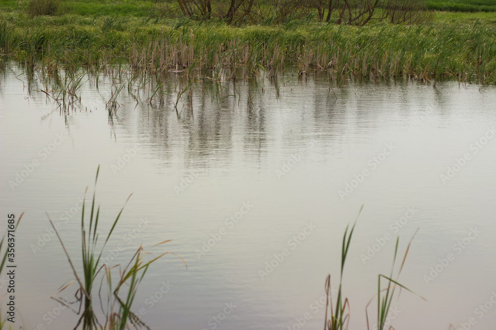 swampy terrain in the field. a lake in the middle of a field.
