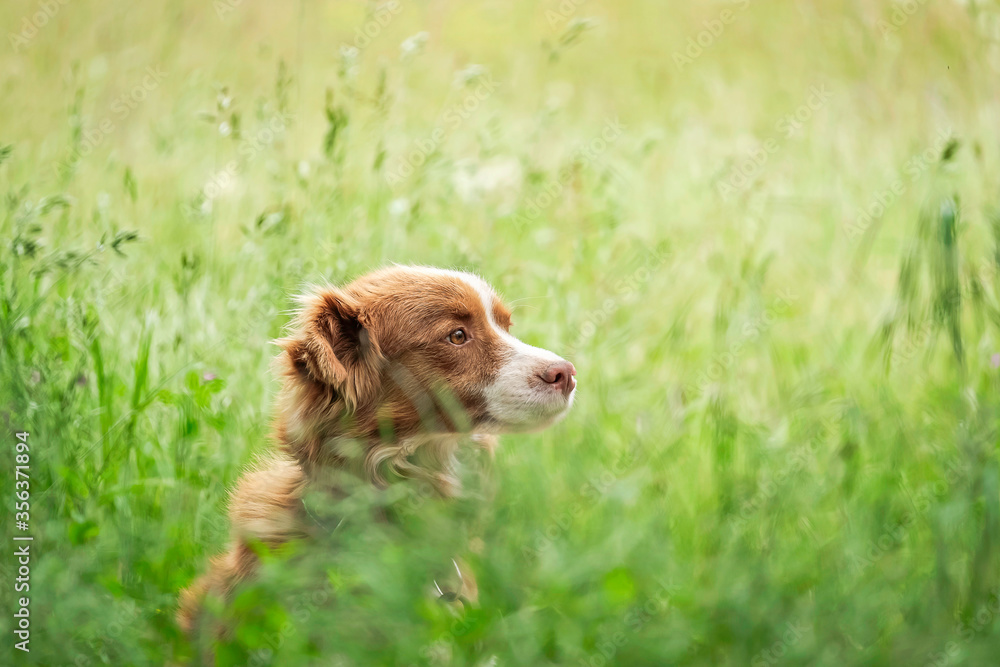 Portrait of a Dog in the Green Field 3