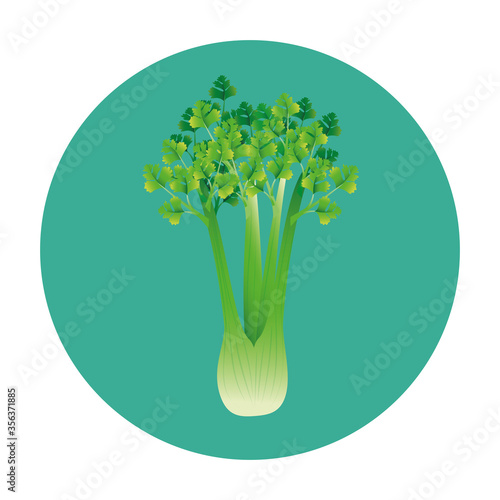 celery design, Vegetable organic food healthy fresh natural and market theme Vector illustration