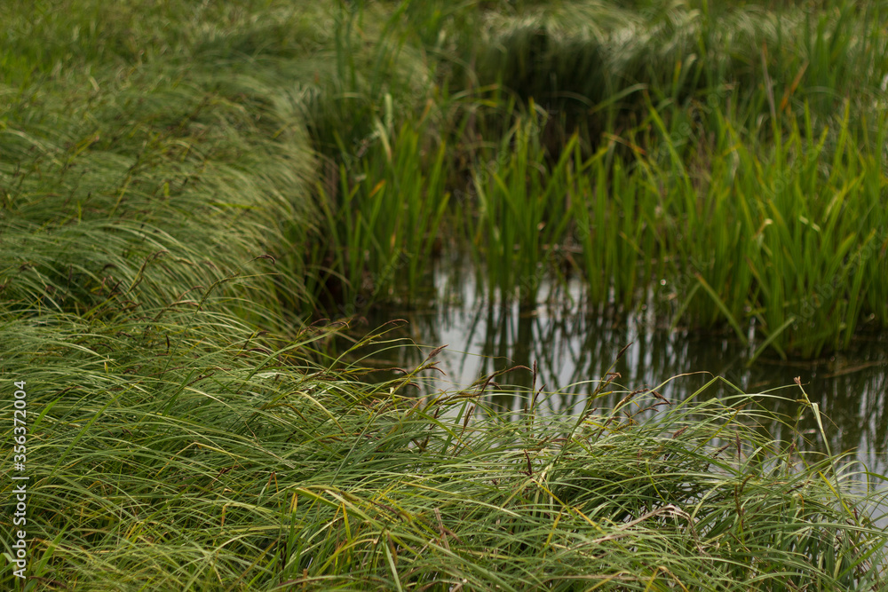 swampy terrain in the field. a lake in the middle of a field.
swampy terrain in the field. a lake in the middle of a field.