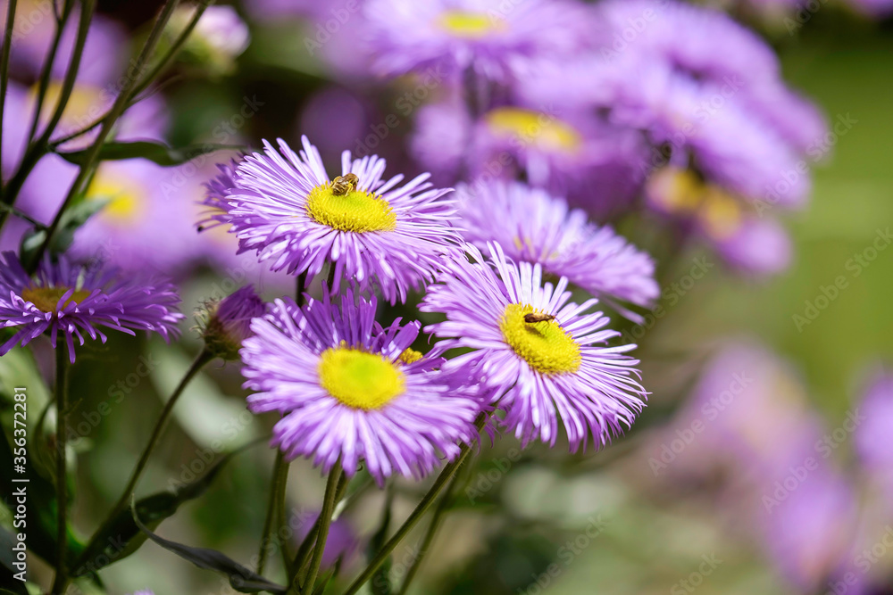 Field of Beautiful Purple Daisies Close-up 2 Field of Beautiful Purple Daisies Close-up 2