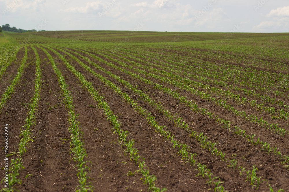 corn in the field. seedlings germinate