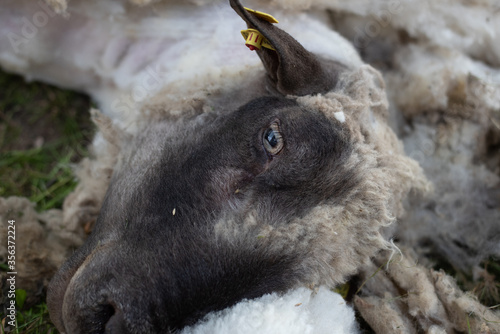 Sheepshearer