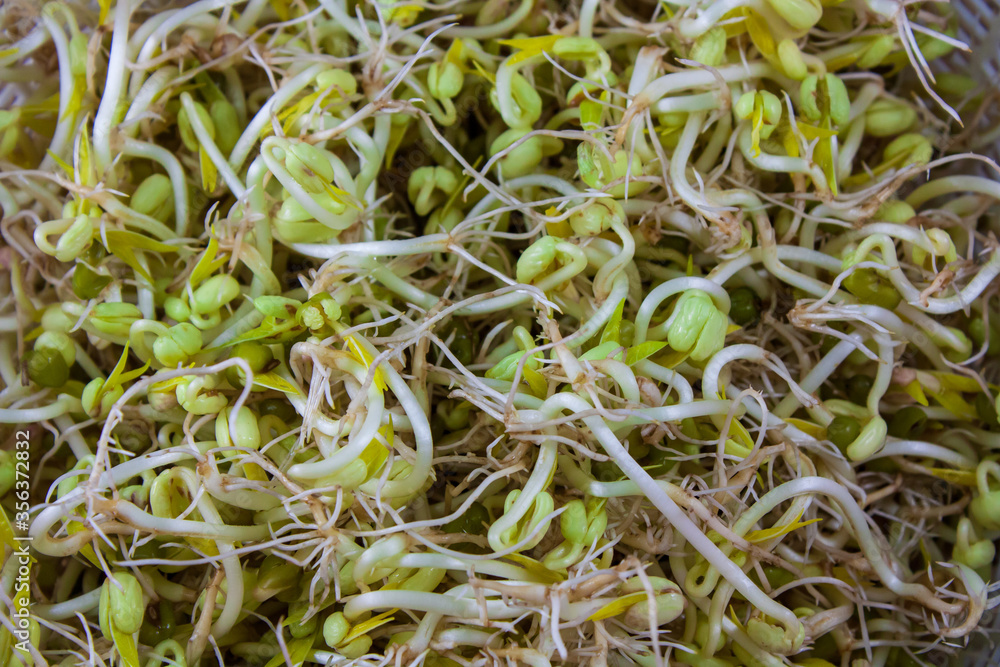 Close up Bean sprouts in plastic basket Close up Bean sprouts in plastic basket