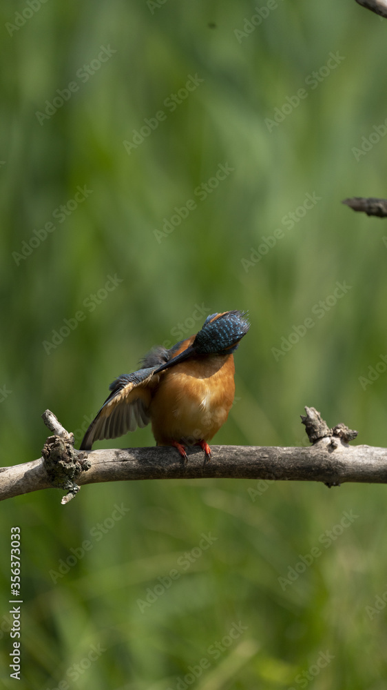 Fototapeta premium Martin Pescatore