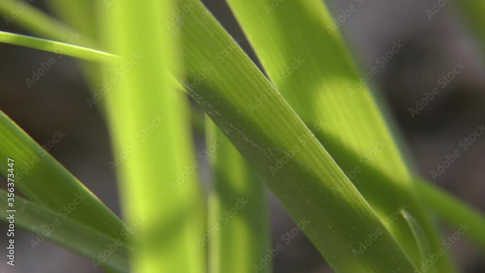 Grass blades macro and closeup going up and down. Grass blades macro and closeup going up and down.