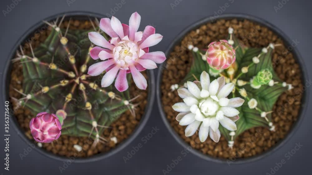 timelapse cactus flower names timelapse cactus flower names