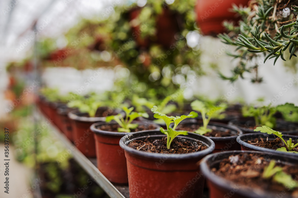 Closeup of pots with saplings on shelf. Greenhouse interior. Closeup of pots with saplings on shelf. Greenhouse interior.