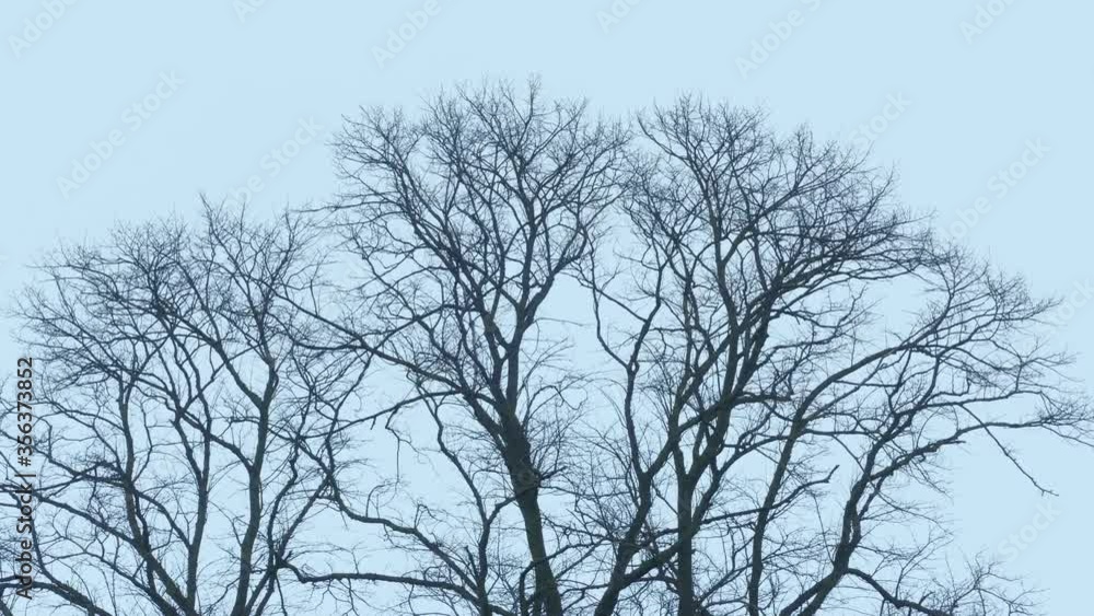 Tree Tops In The Winter Swaying Tree Tops In The Winter Swaying