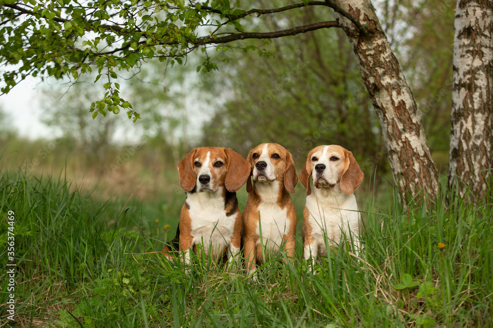 group of beagle dog outdoor in summer group of beagle dog outdoor in summer