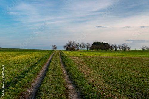 rural landscape with fields