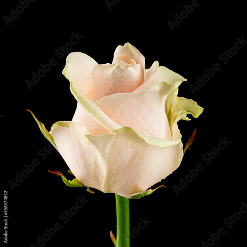 cream rose bud close-up isolated