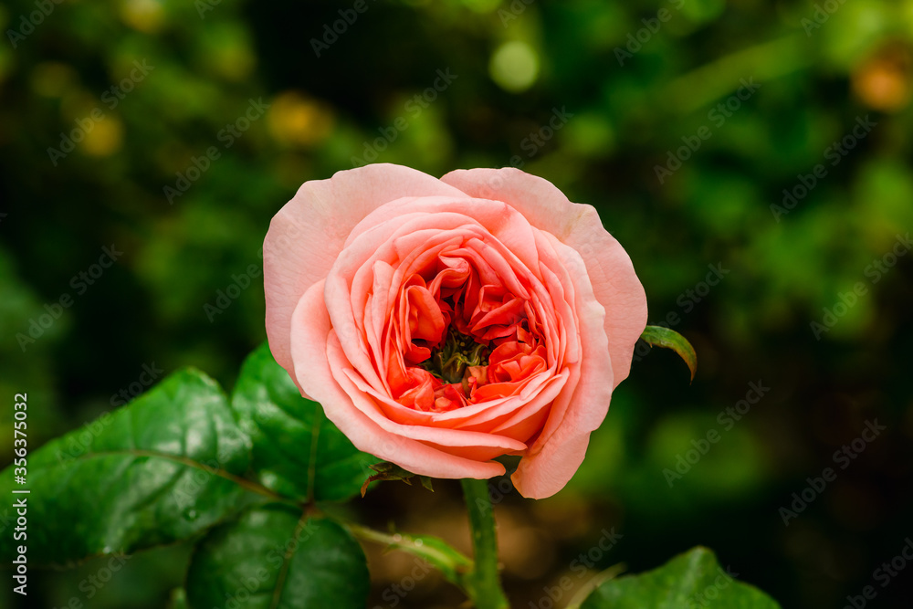 Beautiful rose on a blurry background. Pink rose on a bush Beautiful rose on a blurry background. Pink rose on a bush