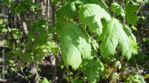 Wallpaper Mural A lot of green foliage on the nature in the forest. Summer Torontodigital.ca