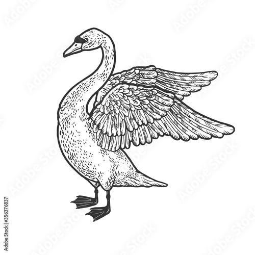 Swan with spread wings sketch engraving vector illustration. T-shirt apparel print design. Scratch board imitation. Black and white hand drawn image.