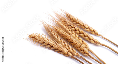 wheat isolated on white close up