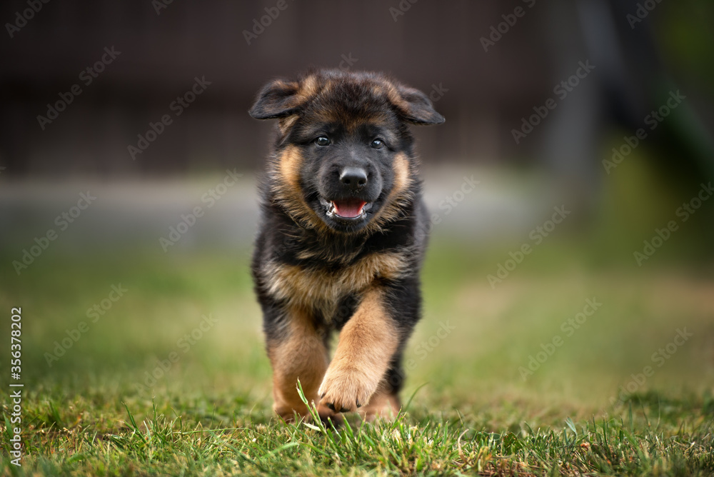 happy german shepherd puppy running outdoors happy german shepherd puppy running outdoors