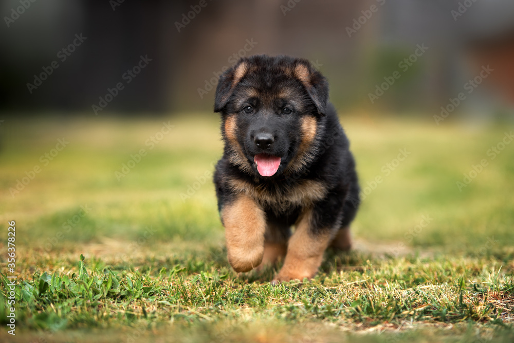 german shepherd puppy walking in summer german shepherd puppy walking in summer