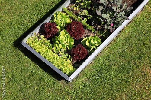 Garden with organic lettuce salad and vegetables photo