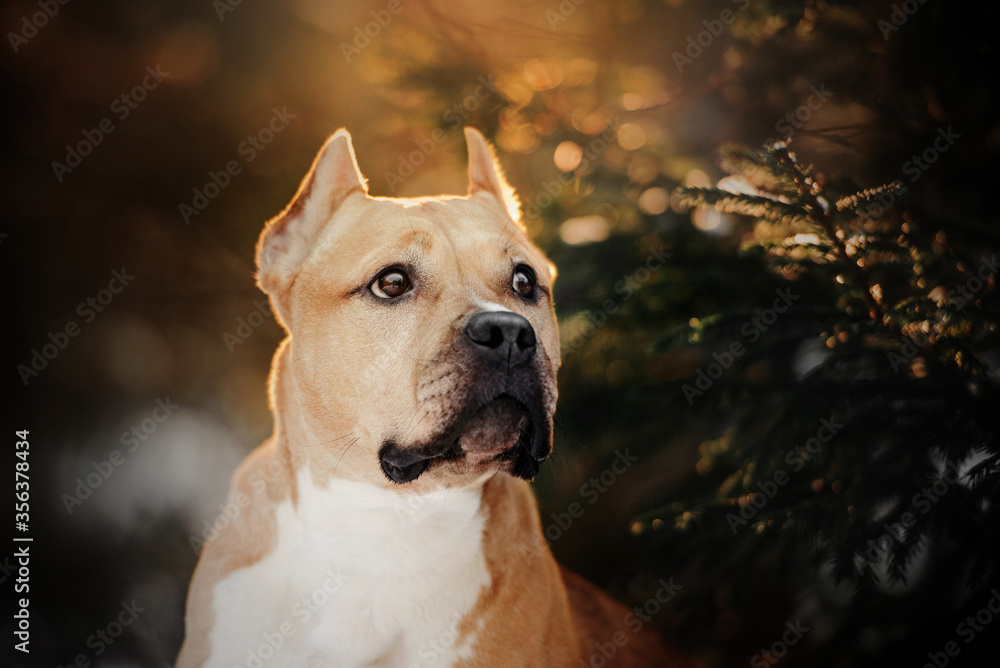 red american staffordshire terrier dog portrait at sunset outdoors