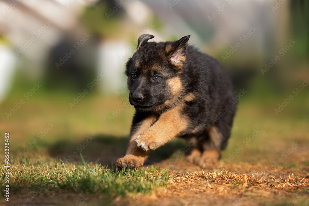 happy german shepherd puppy running outdoors happy german shepherd puppy running outdoors