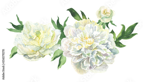 White peonies hand-painted watercolor botanical illustration isolated on white