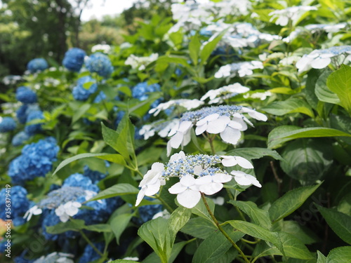 紫陽花