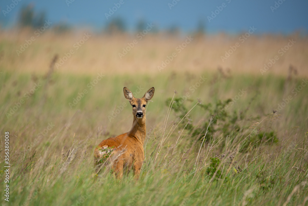 European roe deer - Capreolus capreolus on the meadow European roe deer - Capreolus capreolus on the meadow