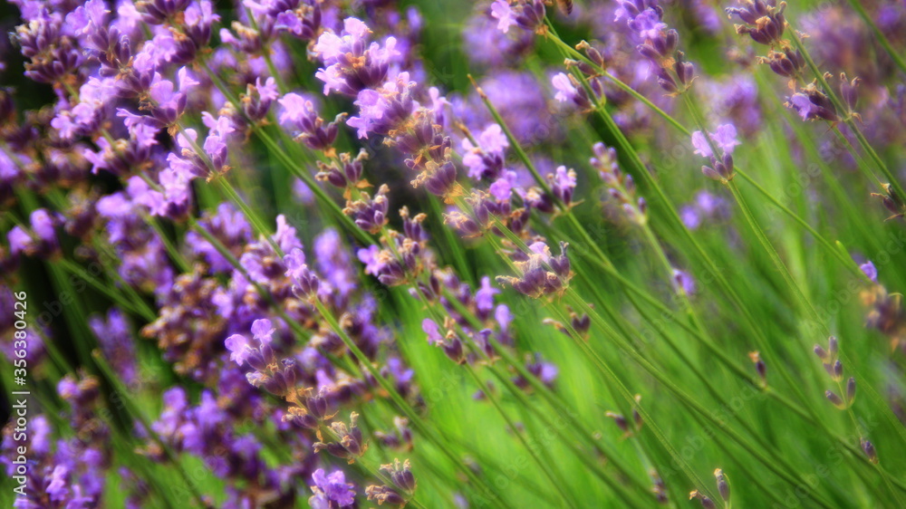 Obraz premium Lavender plant in blossom.