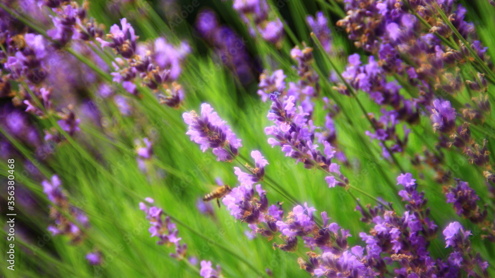 Obraz premium Lavender plant in blossom.