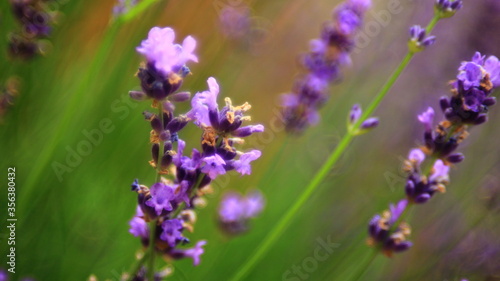 Lavender plant in blossom.
