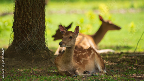 Fototapeta Naklejka Na Ścianę i Meble -  Fallow deer - Dama Dama in the park
