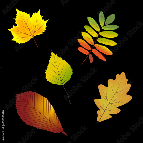Collection of beautiful colorful autumn leaves