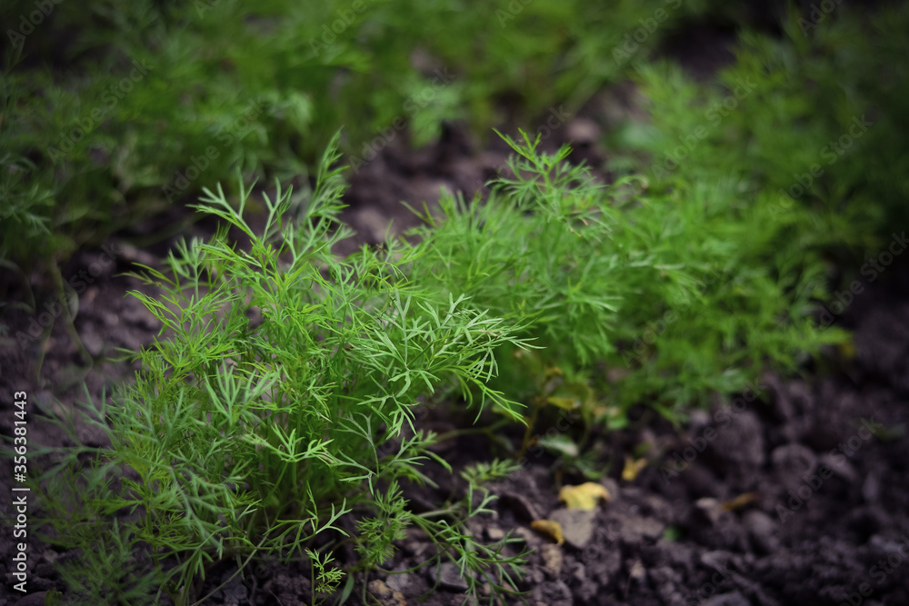 Juicy green seedlings of young dill growing in open ground, dill care. Agriculture. Juicy green seedlings of young dill growing in open ground, dill care. Agriculture.