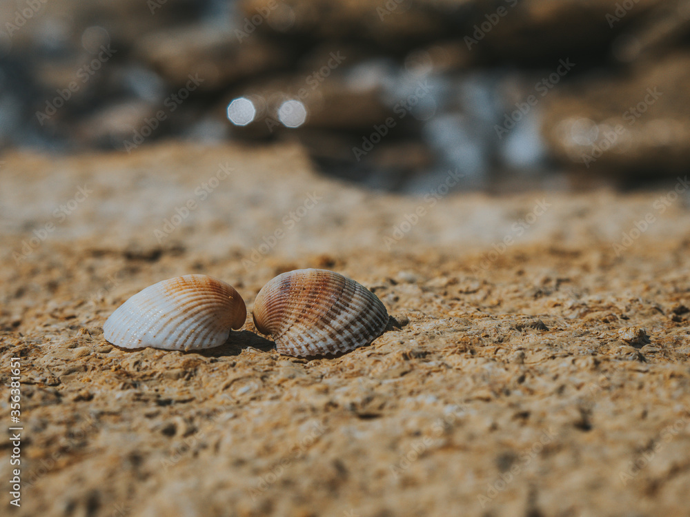 Two seashells in love on the sea stone on a sunny day. Two colorful shells. Summer Concept. Wallpaper. High Quality Two seashells in love on the sea stone on a sunny day. Two colorful shells. Summer Concept. Wallpaper. High Quality