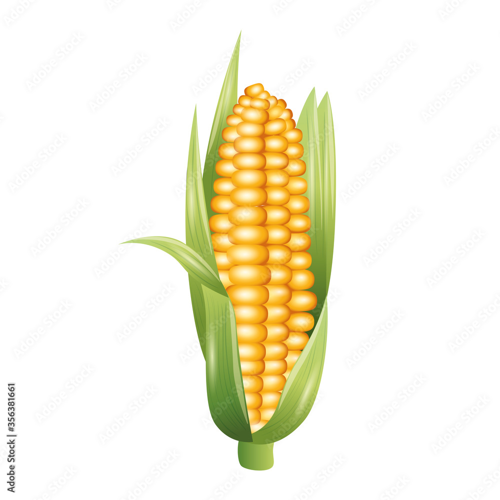 Obraz premium corn design, Vegetable organic food healthy fresh natural and market theme Vector illustration