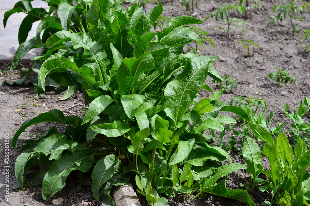 Obraz premium Juicy green seedlings of young horseradish growing in the open field, horseradish care. Agriculture.