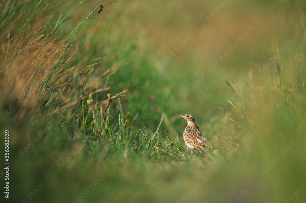 Eurasian skylark - Alauda arvensis in the grass Eurasian skylark - Alauda arvensis in the grass