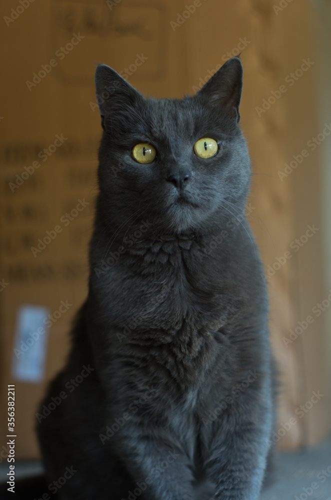 Large dark gray adult cat sitting down portrait shot shallow depth of field