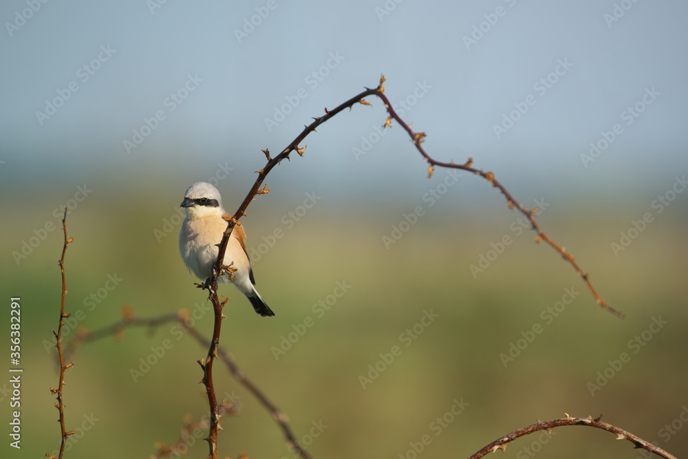 Obraz premium Male Red-backed shrike - Lanius collurio on a branch