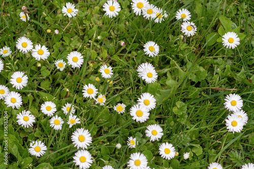 Flower Leucanthemum maximum close-up. Leucanthemum maximum has blossomed on the site